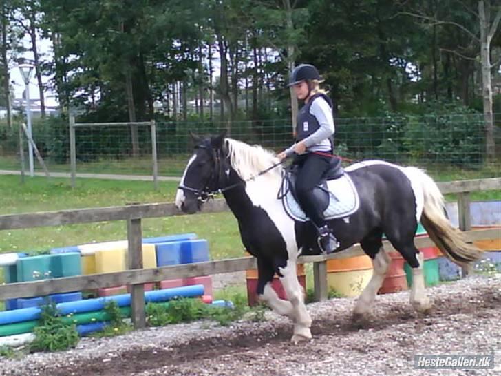 Irish Cob Jensen<3 *Passer*  billede 8