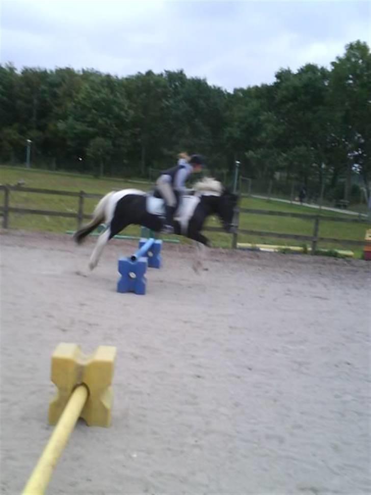 Irish Cob Jensen<3 *Passer*  billede 9