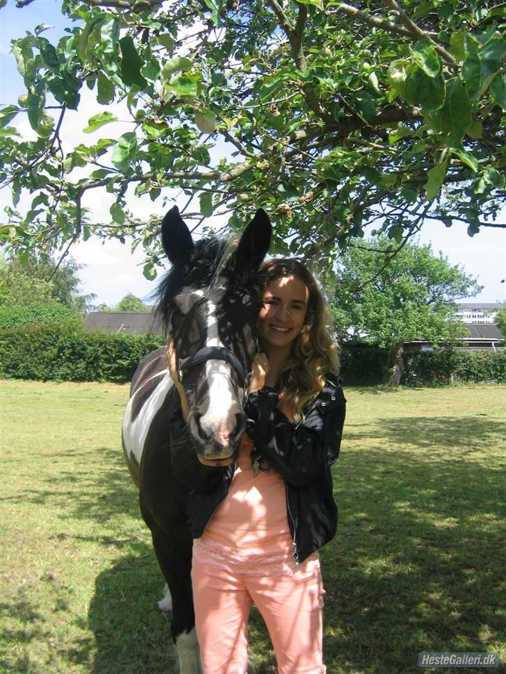 Irish Cob Jensen<3 *Passer*  billede 10