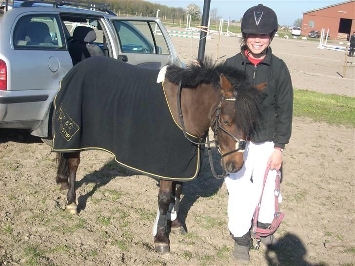 Anden særlig race Starlight * tidl passer * billede 10