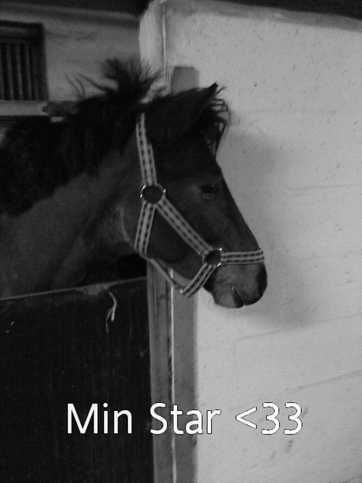 Anden særlig race Starlight * tidl passer * - Elsker dig, Star <33 billede 11