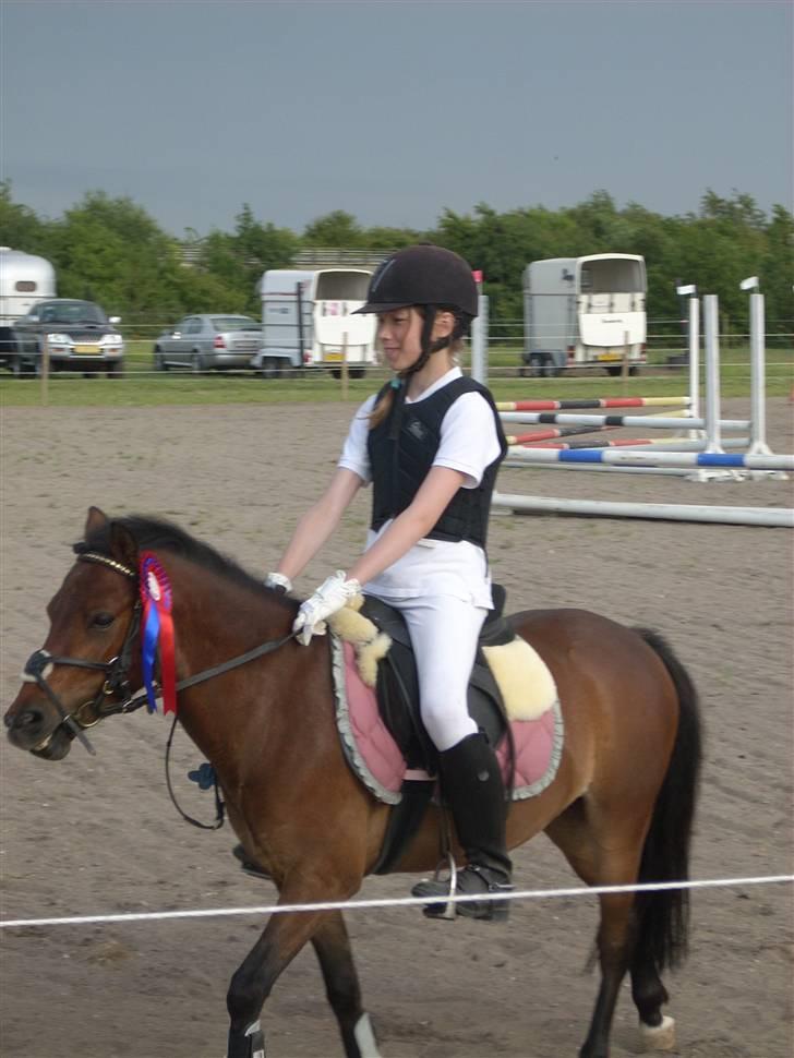 Anden særlig race Starlight * tidl passer * billede 12