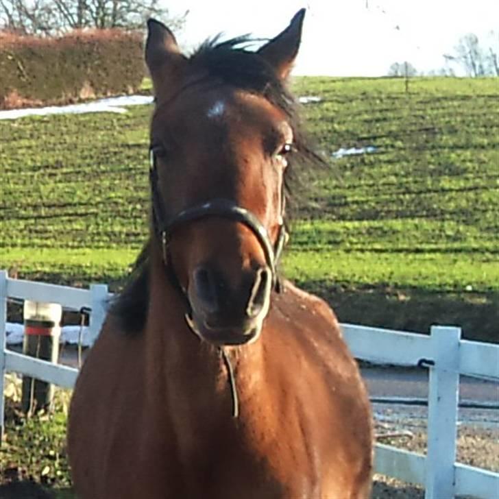 Anglo Araber (AA) Medina - Foto: Michelle  billede 1