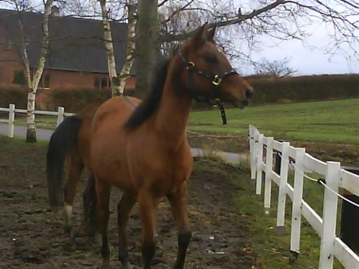 Anglo Araber (AA) Medina - Foto: Mig billede 7