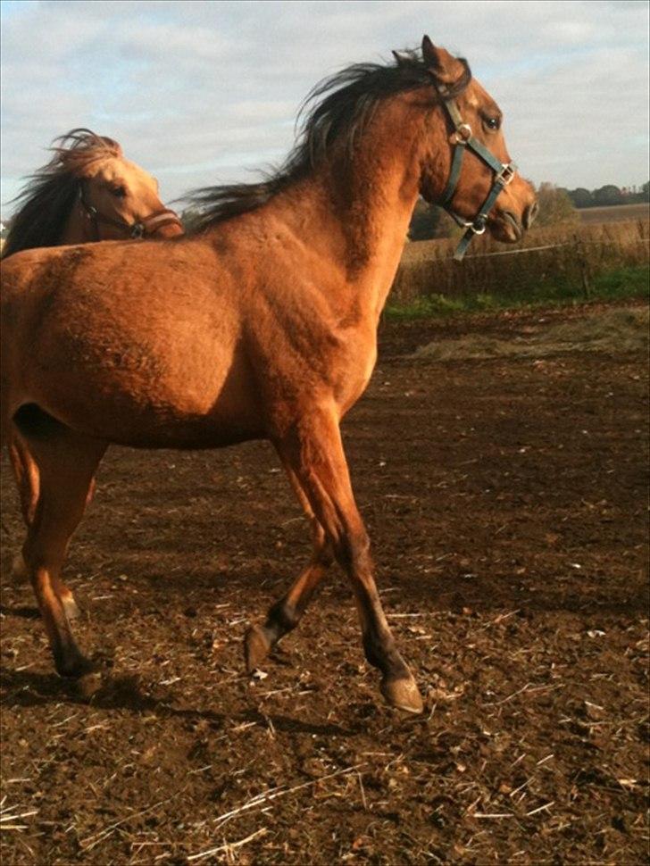 Anglo Araber (AA) Medina - Foto: Mig billede 8