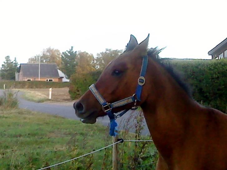 Anglo Araber (AA) Medina - Foto: Michelle  billede 9