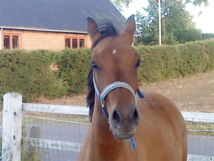 Anglo Araber (AA) Medina - Foto: Michelle billede 10