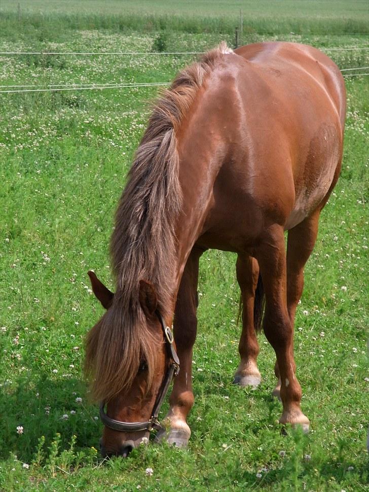 Anden særlig race Barcardi - Fold - den 2 juli  2010  - Foto ; RKN billede 4