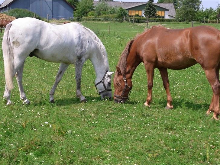Anden særlig race Barcardi - Barcardi og Casper på folden billede 7