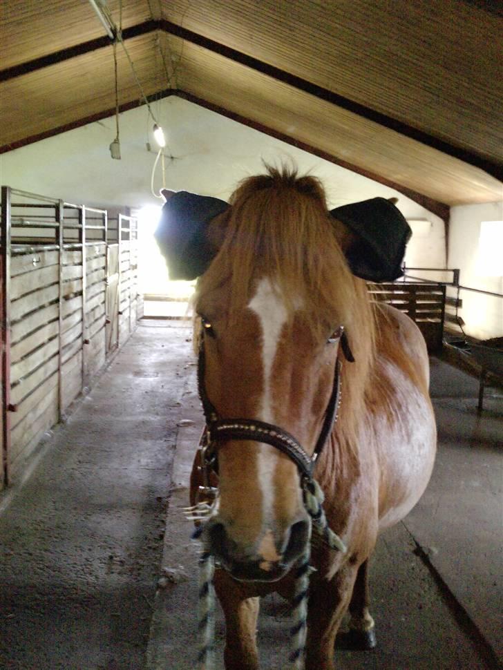 Anden særlig race Bobby Solgt - Neej klokker på ørene, der skal de da ikke sidde! :s billede 12