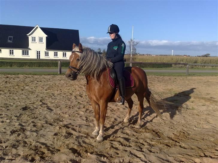 Haflinger Fanny billede 8