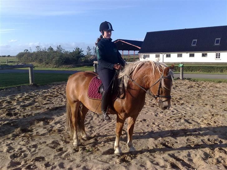 Haflinger Fanny billede 9