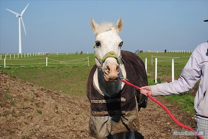 Anden særlig race Skipper Skræk - Fordi du er en lækker pony - jeg elsker dig! billede 16