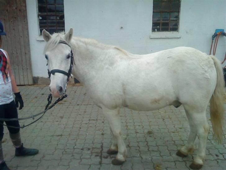 Anden særlig race Jack (SAVNET)  - han står og kigger på den smukke fotograf billede 1