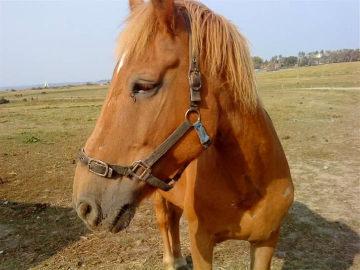 Anden særlig race Mintün Kirkaba R.I.P billede 2