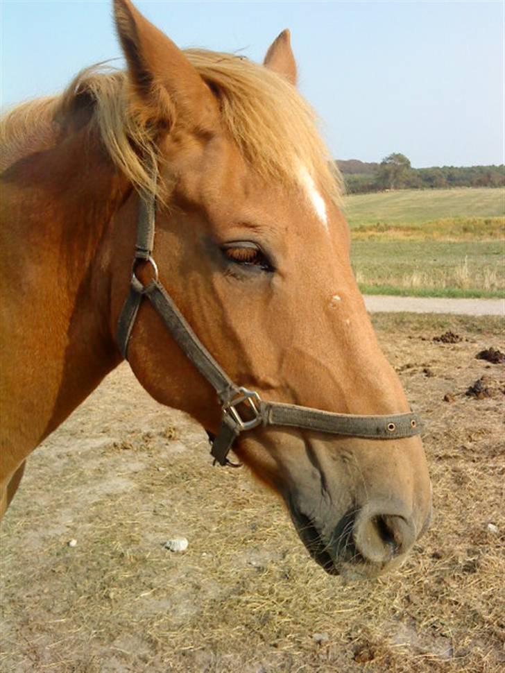 Anden særlig race Mintün Kirkaba R.I.P billede 3