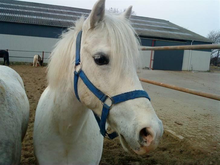 Anden særlig race Jack (SAVNET)  - Ej det er bar sødt Thi hi... billede 2