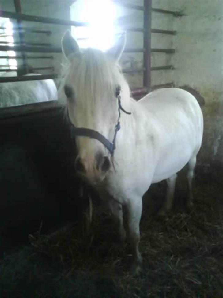 Anden særlig race Jack (SAVNET)  - hvem er mon det der kommer der nå ja det er Cille... billede 3