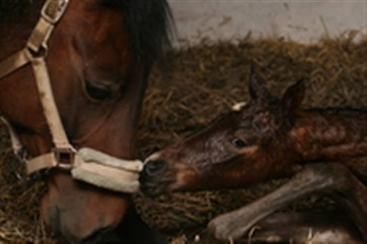 Anden særlig race Jasmin  - Den første nat i Jasmins liv  billede 17