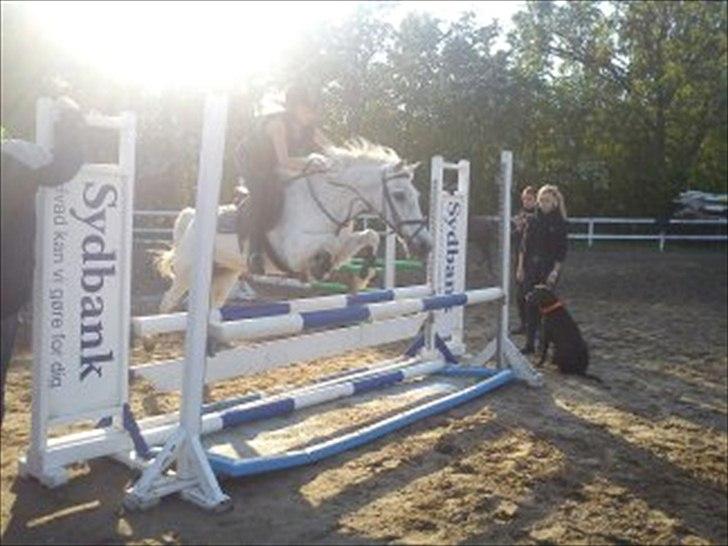 Anden særlig race Maxi billede 9