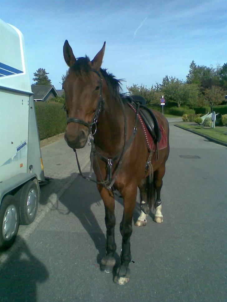 Oldenborg Bruno - rider ik ham mere - På vej til spring d.24/9 billede 20