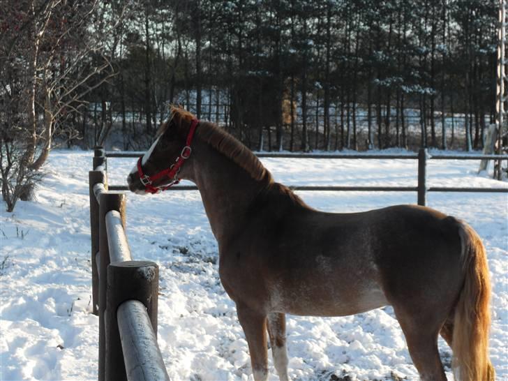 Anden særlig race Mr. Robbie - solgt - Robbie i sneen december 2009 billede 8