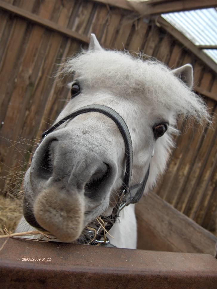 Shetlænder LUCKY LUKE * HALVPART* - Lucky luke fordi jj elsker diiiig himmel høøøjt min drømmeprins (;<3 billede 11