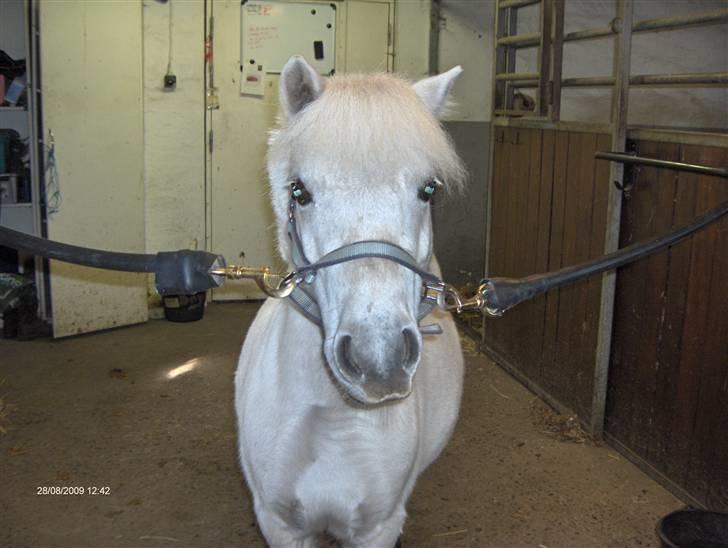 Shetlænder LUCKY LUKE * HALVPART* - Fordi du altid er så dejlig skat ;D<3 Foto; Thea <3 billede 12