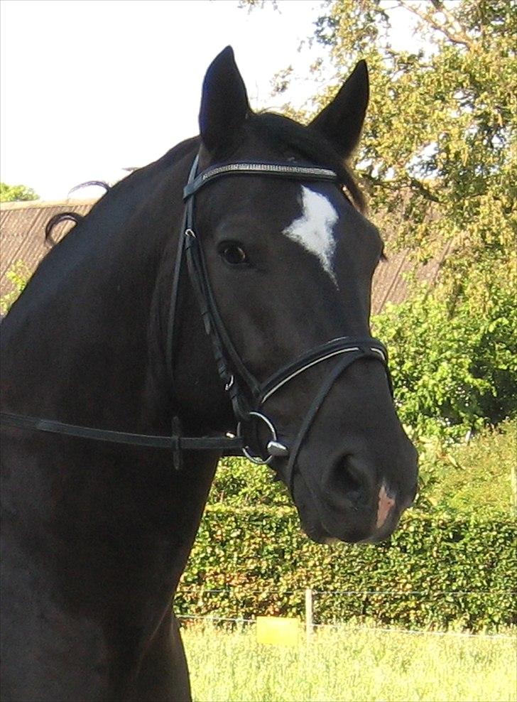 Schweres Warmblut Gero billede 2