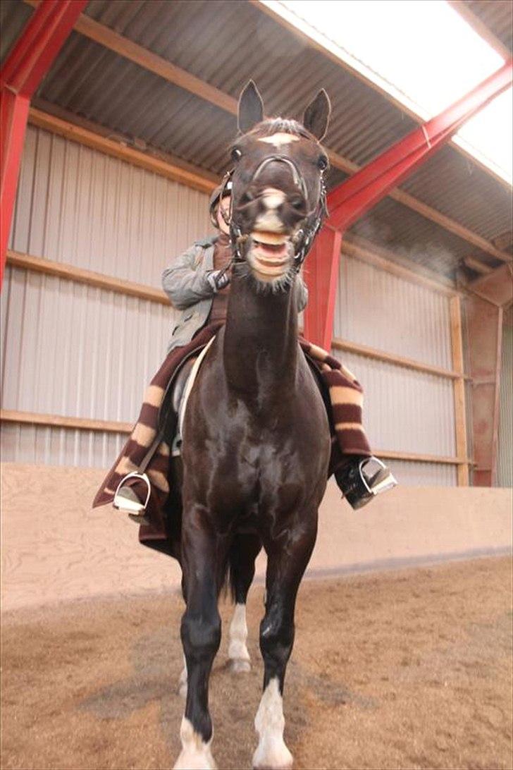 Schweres Warmblut Gero - nu spiser jeg dit kamera! billede 13