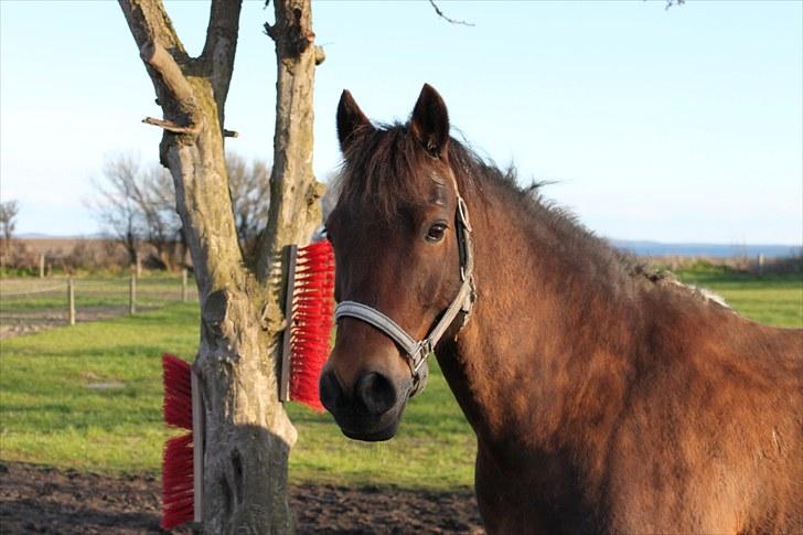 Welsh Cob (sec D) Gribvads Leading Silver billede 15