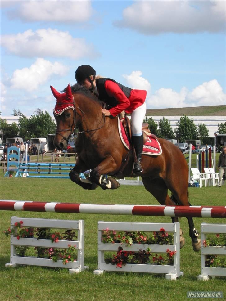 Welsh Cob (sec D) Gribvads Leading Silver - distriktmesterskab ( LA ) 2009 billede 16