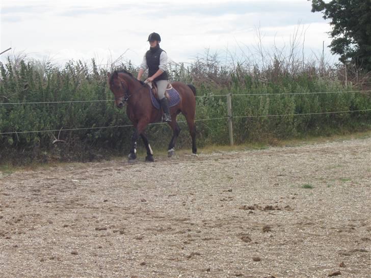 Welsh Cob (sec D) Gribvads Leading Silver - dressur :) billede 17