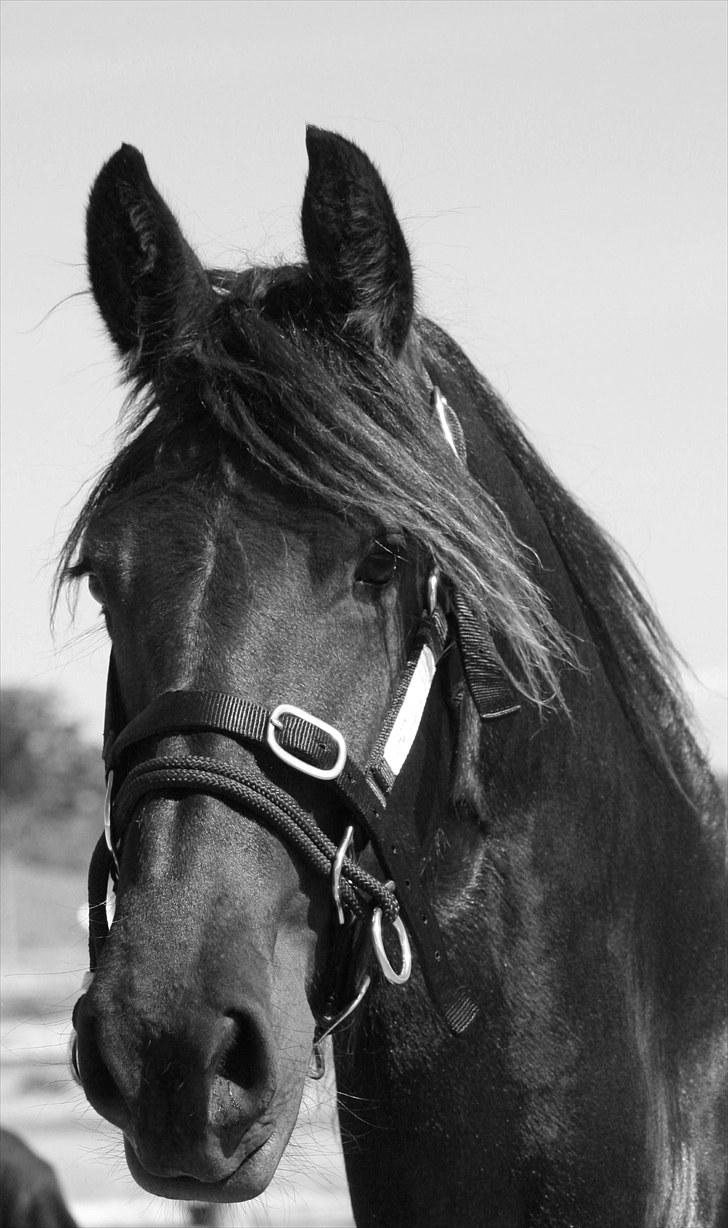 Frieser Chelly<3 billede 3