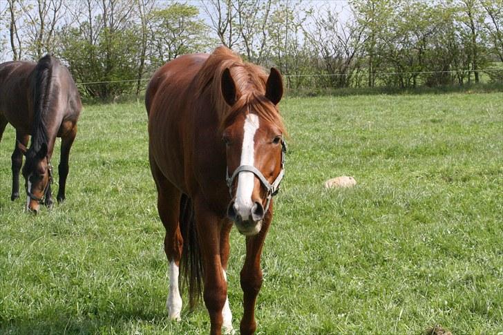 Dansk Varmblod Kanoir<3 - 14.05.2010 Kalle´s 4 års fødselsdag  billede 8