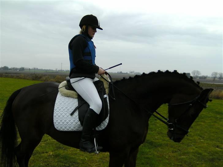 Dansk Varmblod Lancia skude 955 - Lancia & jeg der er ved at øve hos på at gå til biddet billede 1