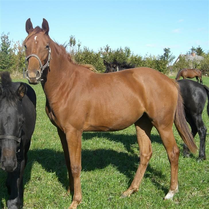 Dansk Varmblod Zelina Z billede 12