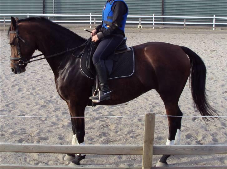 Dansk Varmblod Lancia skude 955 billede 2