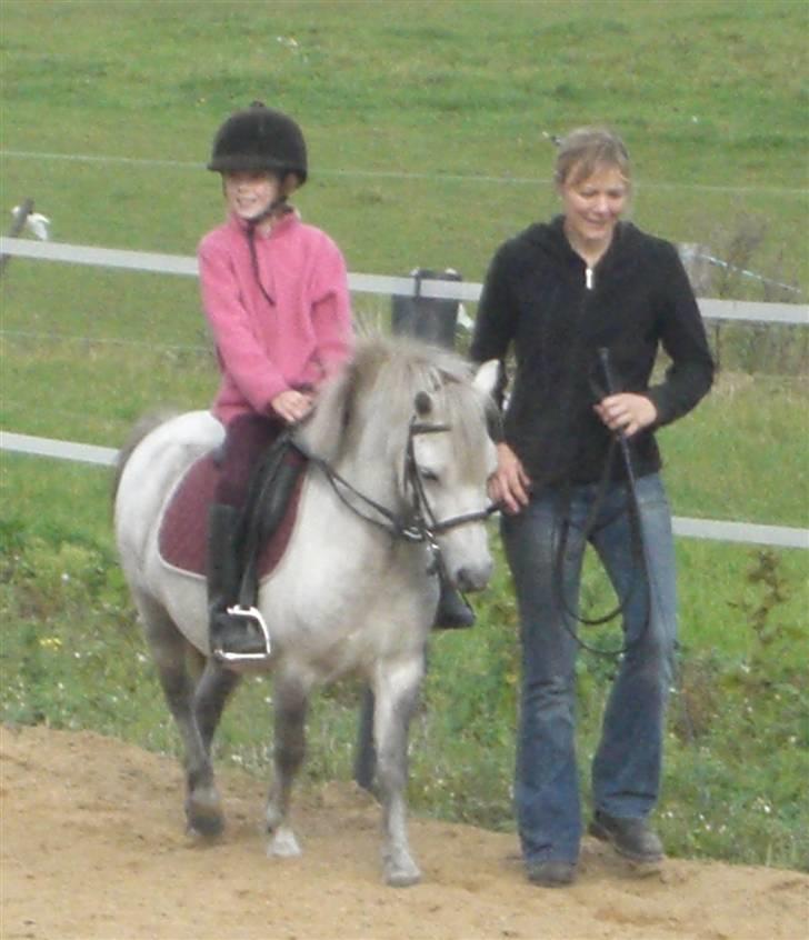 Anden særlig race Welsh mountain Mille SOLGT billede 12