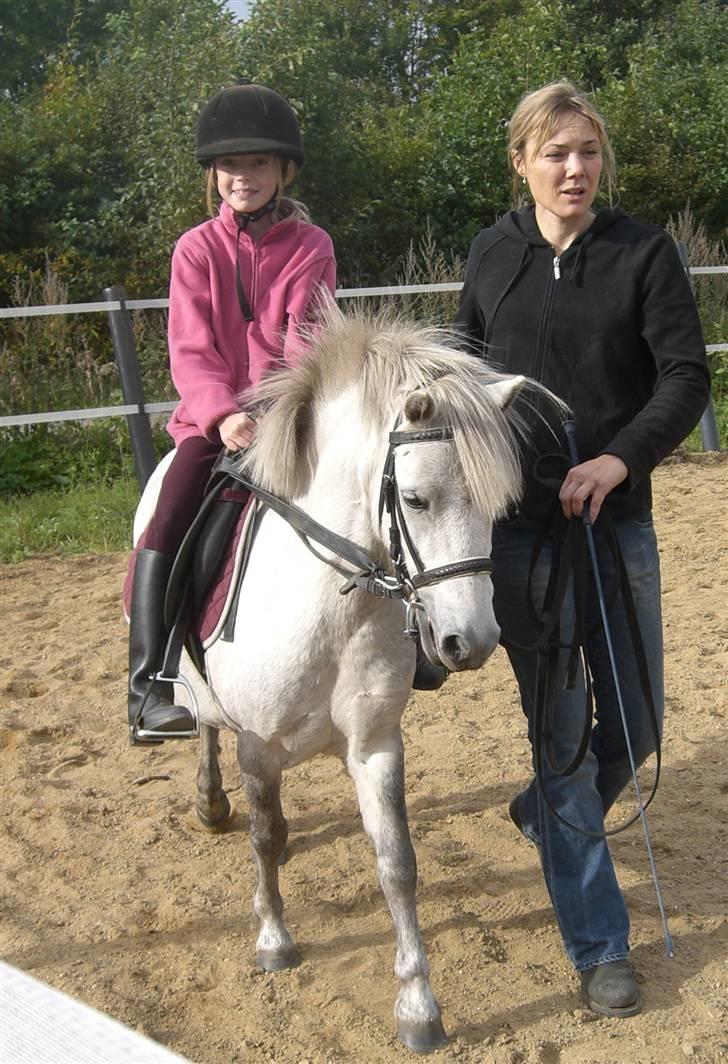 Anden særlig race Welsh mountain Mille SOLGT billede 13