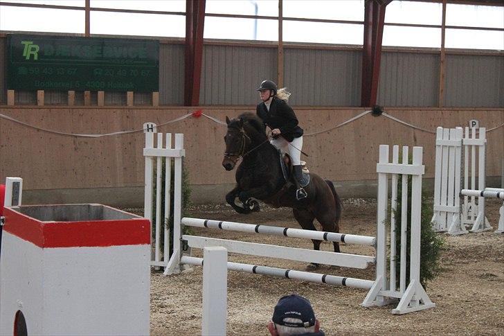 Welsh Cob (sec D) Gribvads Leading Silver - LB i aags 2 plads 2010 billede 18