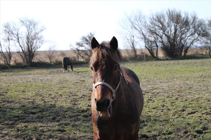 Welsh Cob (sec D) Gribvads Leading Silver billede 19