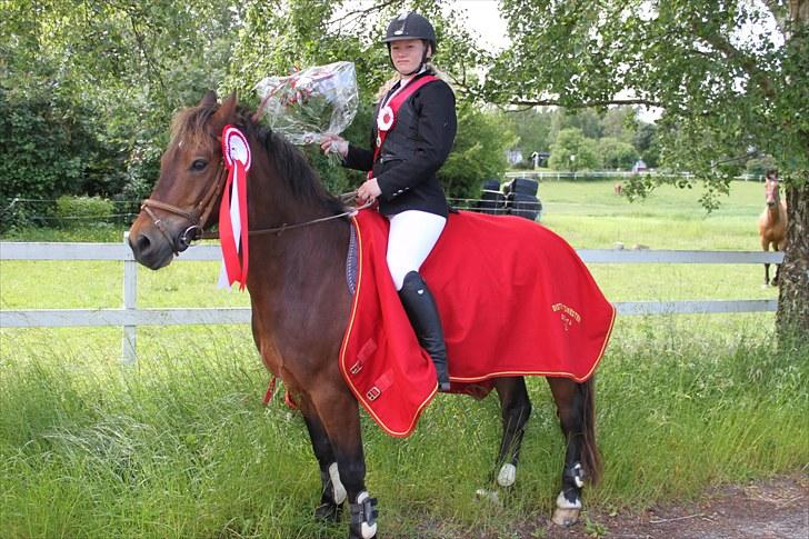 Welsh Cob (sec D) Gribvads Leading Silver - Distriktmesterskab for hold 2010 billede 20