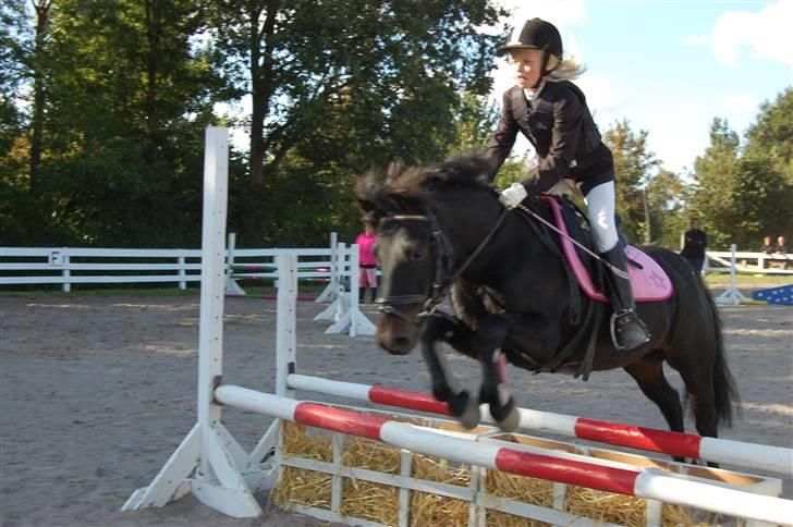 Anden særlig race Skovslands Asterix <3 *Solgt* - Stævne billede 5