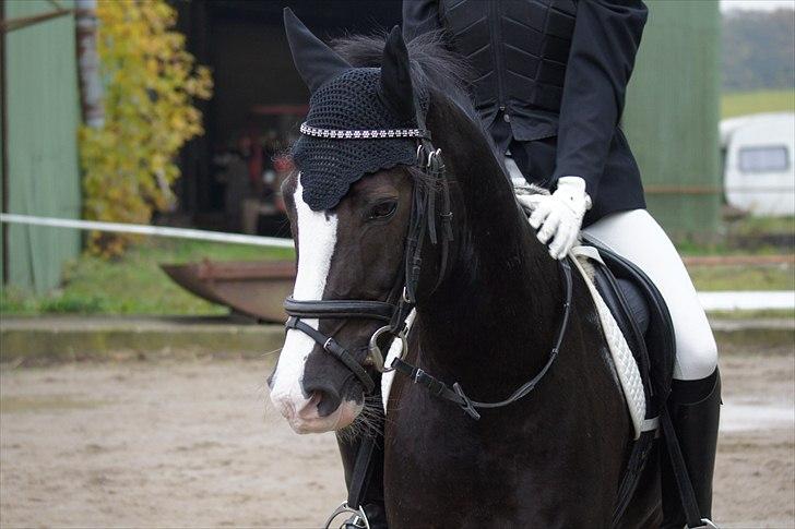 New Forest Igor | B-pony | Solgt - Yndlings pony <3 billede 18