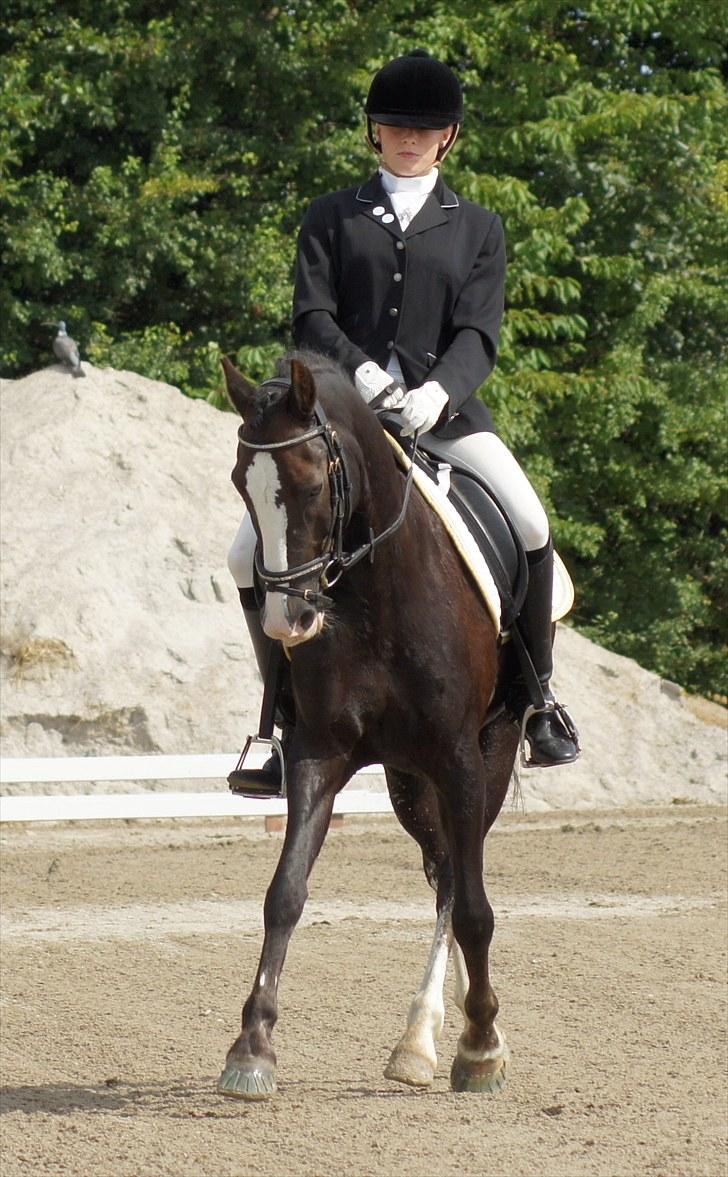 New Forest Igor | B-pony | Solgt - Landsstævne solrød 2010 - Prt billede 19