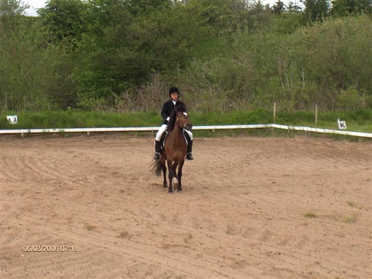 New Forest buller (SOLGT) billede 7