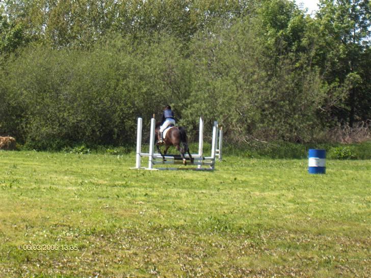 New Forest buller (SOLGT) billede 8