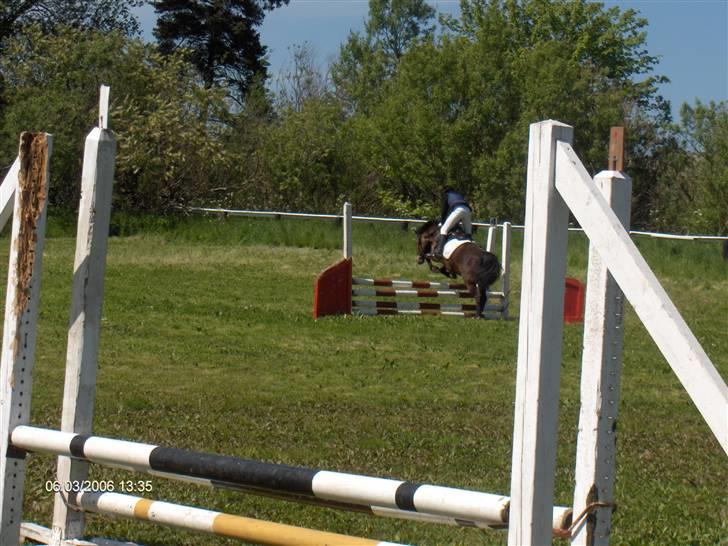 New Forest buller (SOLGT) billede 9