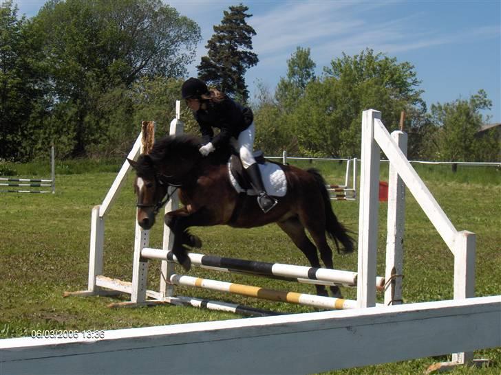 New Forest buller (SOLGT) billede 10